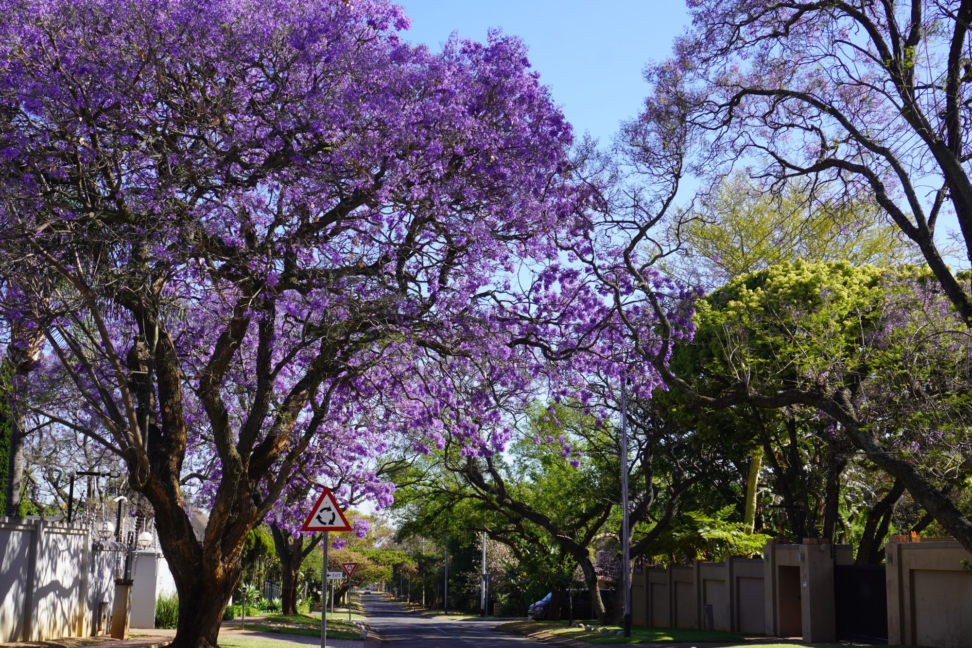 A big old jacaranda tree grows on a sidewalk lined with grass and hangs over the road in vibrant purple