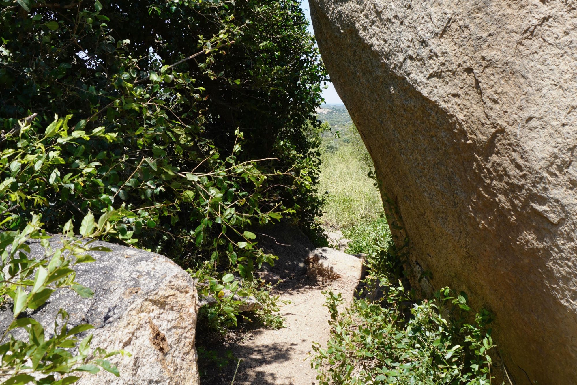 lush greenery surrounding a rocky trail